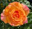 Goldflame rose photo