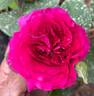 Violette Profond rose photo