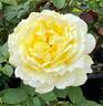 Chantilly Cream ™ rose photo