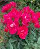 Knock Out rose photo