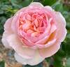 Blessed Child rose photo