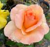 Apricot Nectar rose photo