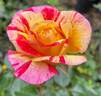 All American Magic ™ rose photo