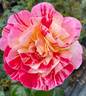 All American Magic ™ rose photo
