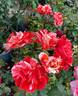 City of Carlsbad ™ rose photo