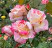 Cabana ™ rose photo