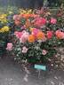 Rio Samba ™ rose photo