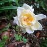 St. Alban rose photo