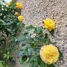 Moonlight rose photo
