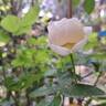 Madeleine Fayet de Fontfroide rose photo