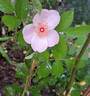 Astronomia rose photo
