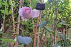 Charles de Gaulle ® rose photo
