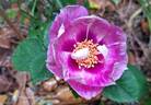 Blue Eyes rose photo