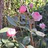 Geoff Hamilton rose photo