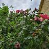 Peace and Love rose photo