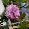 Lavender Crystal ™ rose photo