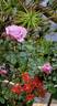Lavender Crystal ™ rose photo