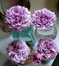 Lavender Crystal ™ rose photo