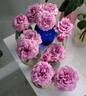 Lavender Crystal ™ rose photo
