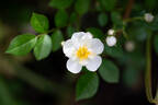 Gourmet Popcorn rose photo