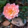 Apricot Drift rose photo