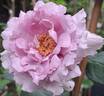 Charles de Gaulle ® rose photo