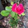 Pink Double Knock Out rose photo