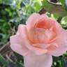 Clair Renaissance ™ rose photo