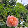 Clair Renaissance ™ rose photo
