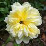 St. Alban rose photo