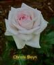 Christa Steyn rose photo
