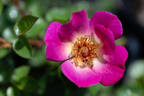 Violet Hour ™ rose photo