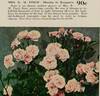Mrs. R.M. Finch rose photo
