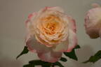 Perfect Harmony rose photo