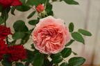 Chippendale ® rose photo