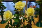 Limelight rose photo