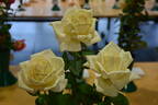 Burnaby rose photo