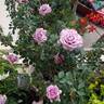 Lavender Crystal ™ rose photo
