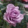 Lavender Crystal ™ rose photo