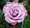 Lavender Crystal ™ rose photo