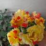 School Spirit rose photo