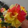 School Spirit rose photo