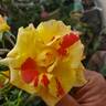 School Spirit rose photo