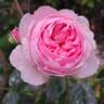 Geoff Hamilton rose photo