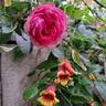 La Rose de Molinard ® rose photo
