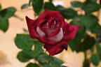 Show Off ™ rose photo