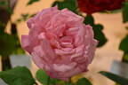 Madam President rose photo