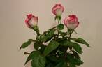 Lynn Anderson rose photo
