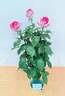 Lynn Anderson rose photo