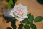 Irresistible rose photo
